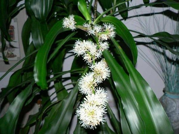 Cây lưỡi hổ bỗng có điều lạ, người đàn ông trúng 40 tỷ Vietlott: 6 cây cảnh phát tài cứ nở hoa là nhiều tiền của-3