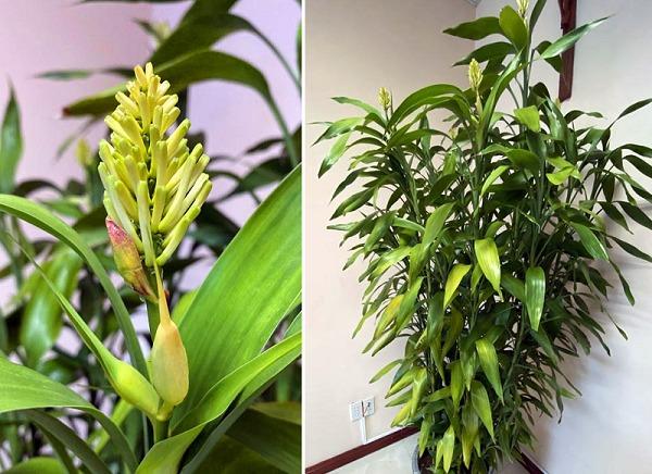 Cây lưỡi hổ bỗng có điều lạ, người đàn ông trúng 40 tỷ Vietlott: 6 cây cảnh phát tài cứ nở hoa là nhiều tiền của-7