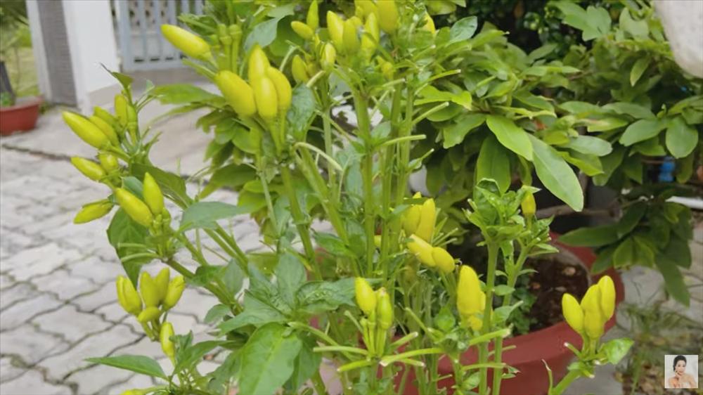 Nhận xế hộp 5,5 tỷ mừng tuổi 52, á hậu Trịnh Kim Chi còn từng được tặng nhà hơn 10 tỷ-33