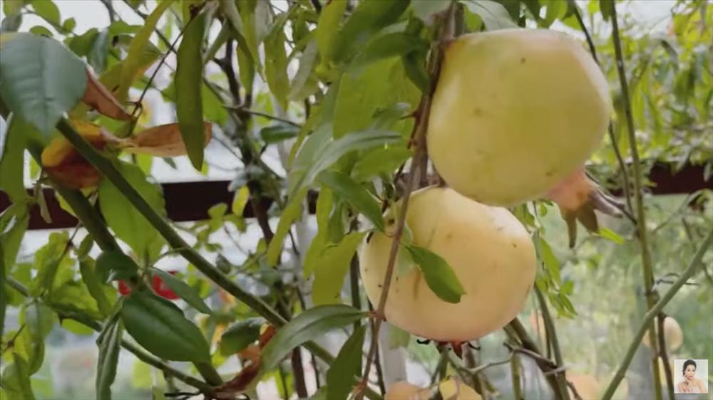 Nhận xế hộp 5,5 tỷ mừng tuổi 52, á hậu Trịnh Kim Chi còn từng được tặng nhà hơn 10 tỷ-38