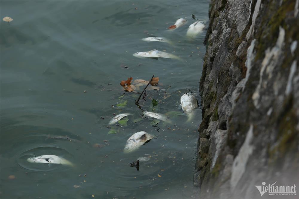 Cá chết nổi trắng mặt hồ Tây, bốc mùi hôi thối-1