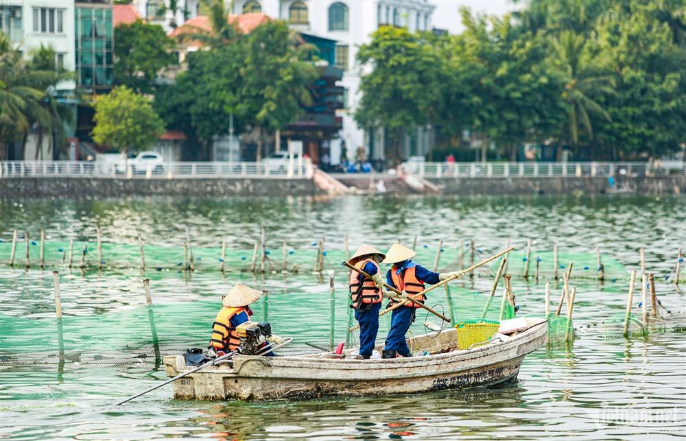 Cá chết nổi trắng mặt hồ Tây, bốc mùi hôi thối-2