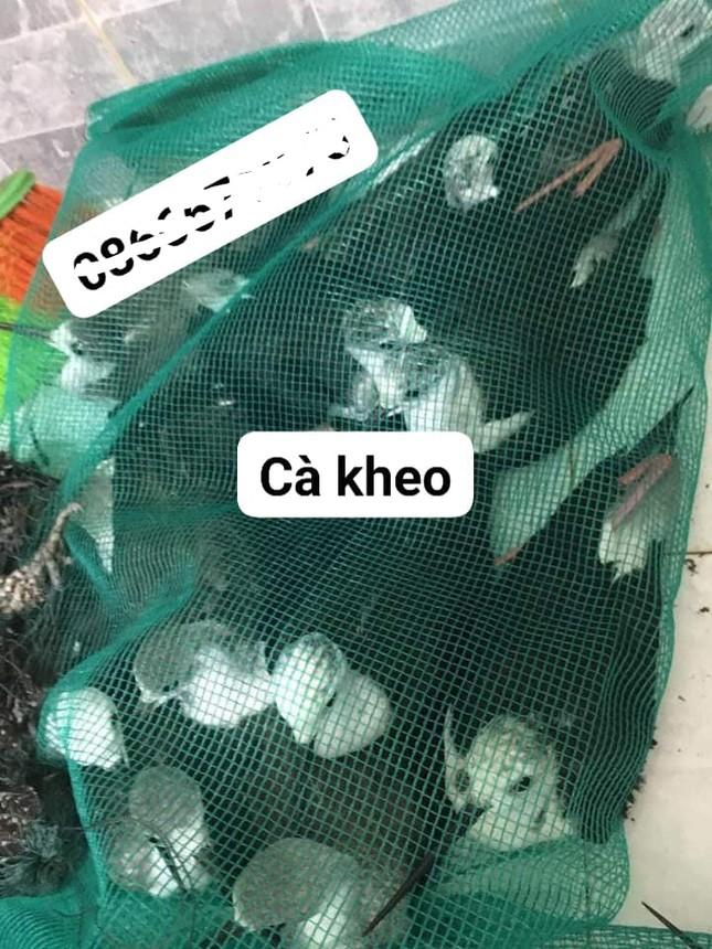 Phóng sinh sai cách là tạo nghiệp-3