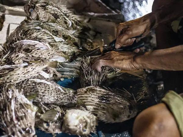 Loại cá độc chết người trở thành đặc sản của Philippines như thế nào?-1