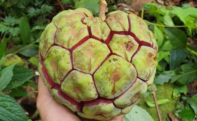 Cũng là quả na nhưng loại na đặc biệt này nhiều người săn lùng vì được ví như thần dược phòng the-1