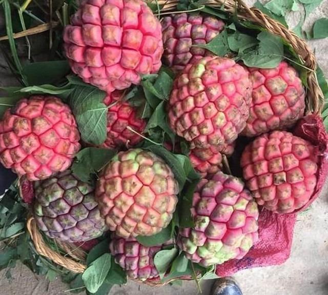 Cũng là quả na nhưng loại na đặc biệt này nhiều người săn lùng vì được ví như thần dược phòng the-2