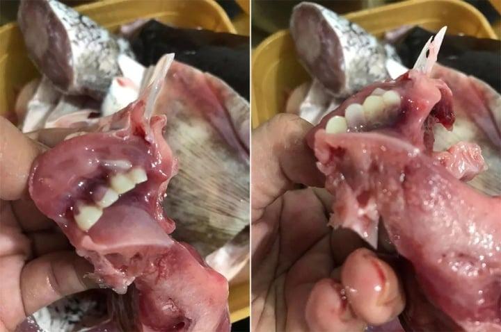 Người phụ nữ rụng rời vứt cả con cá khi thấy hàm răng giống hệt răng người-2
