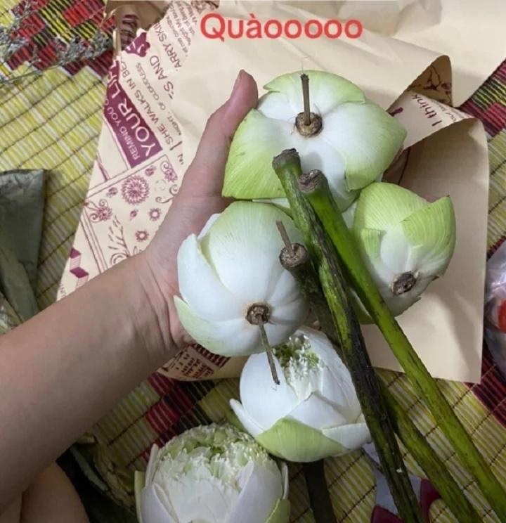 Dân mạng mách nhau cẩn thận kẻo mua phải hoa sen giả khi chụp ảnh thu Hà Nội-2