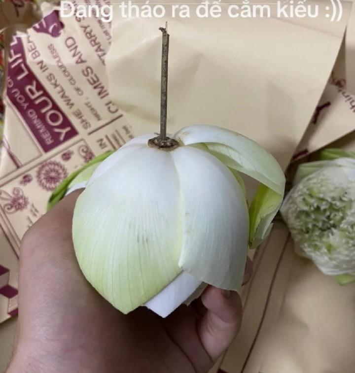 Dân mạng mách nhau cẩn thận kẻo mua phải hoa sen giả khi chụp ảnh thu Hà Nội-3