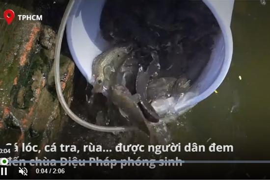 Người phóng sinh, người 'canh me' bắt lại