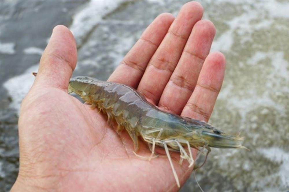 Tình cờ phát hiện ung thư sau khi bị râu tôm chọc vào ngón tay-1