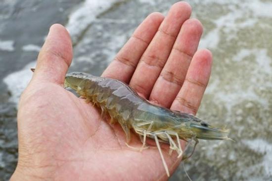 Tình cờ phát hiện ung thư sau khi bị râu tôm chọc vào ngón tay