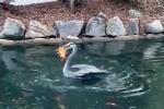 Hồ nước sát thủ mặn nhất thế giới, chim chóc không thể sống khi bay sát mặt hồ-4