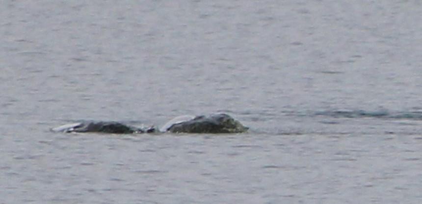 Thợ săn quái vật hồ Loch Ness công bố bức ảnh thủy quái huyền thoại?-5