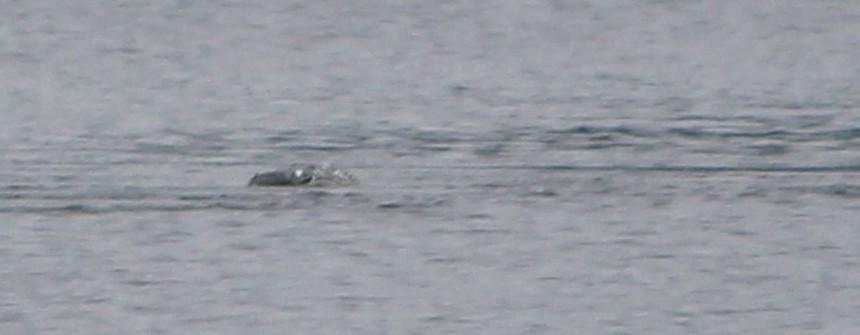 Thợ săn quái vật hồ Loch Ness công bố bức ảnh thủy quái huyền thoại?-3