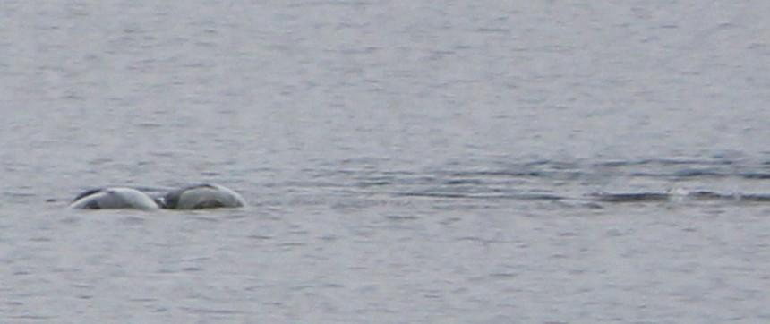 Thợ săn quái vật hồ Loch Ness công bố bức ảnh thủy quái huyền thoại?-4