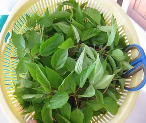 3 loại rau Lan Khuê thích mê, tiếc là nhiều chị em ngại không muốn ăn-3