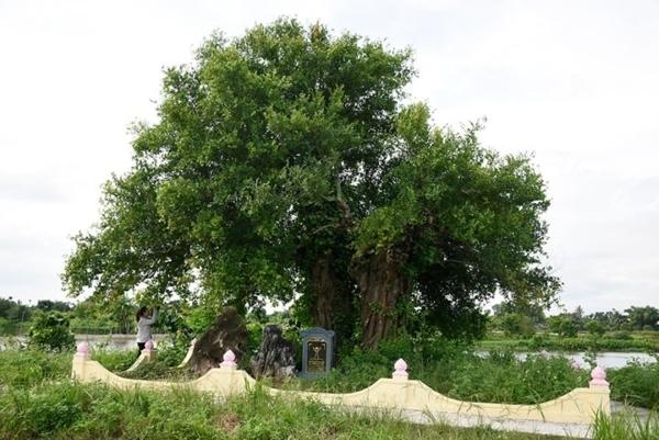 Cận cảnh cặp duối chị, duối em hơn 300 năm tuổi ở Hải Phòng-1