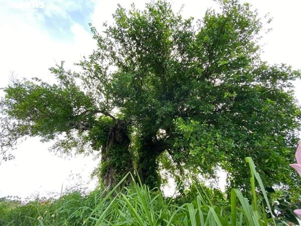 Cận cảnh cặp duối chị, duối em hơn 300 năm tuổi ở Hải Phòng-2