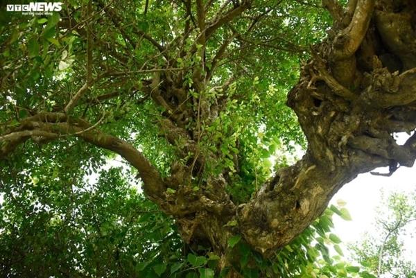 Cận cảnh cặp duối chị, duối em hơn 300 năm tuổi ở Hải Phòng-3