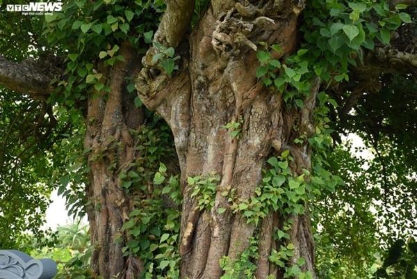 Cận cảnh cặp duối chị, duối em hơn 300 năm tuổi ở Hải Phòng-4