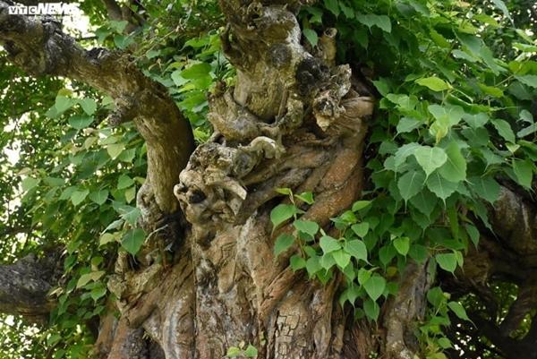 Cận cảnh cặp duối chị, duối em hơn 300 năm tuổi ở Hải Phòng-5