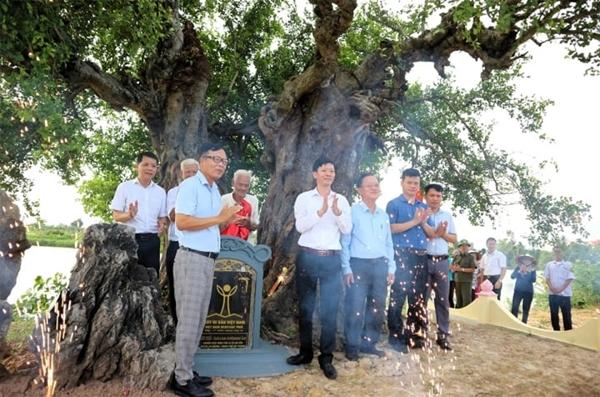 Cận cảnh cặp duối chị, duối em hơn 300 năm tuổi ở Hải Phòng-7