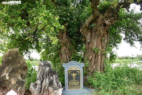 Cận cảnh cặp duối chị, duối em hơn 300 năm tuổi ở Hải Phòng-8