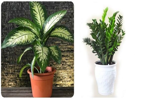 7 loại cây nên trồng trong nhà vì tốt cho sức khoẻ-2