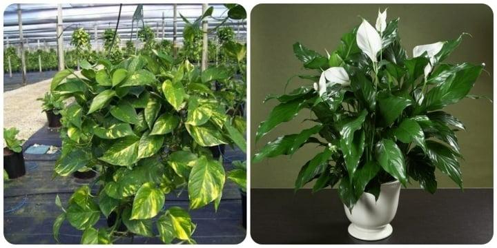 7 loại cây nên trồng trong nhà vì tốt cho sức khoẻ-1