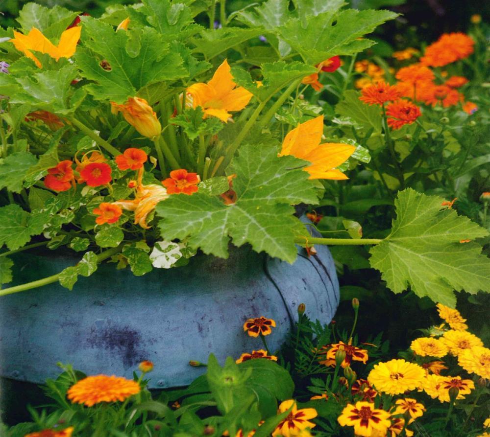 Những ý tưởng thiết kế vườn rau ấn tượng dù không gian nhỏ hẹp-6