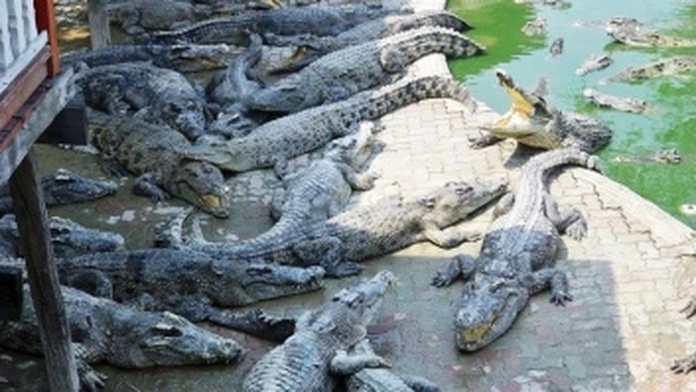 Xem công nhân Thái Lan mang đồ ăn cho đàn cá sấu đói 10.000 con-2