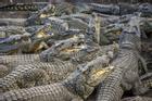 Xem công nhân Thái Lan mang đồ ăn cho đàn cá sấu đói 10.000 con