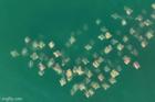 Clip: Hàng trăm con cá đuối xuất hiện ngoài khơi nước Mỹ