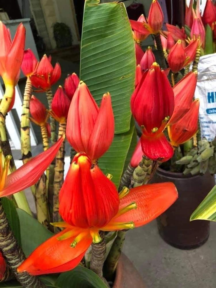 Bất ngờ với công dụng chữa bệnh của loại hoa rừng được chị em săn lùng-1