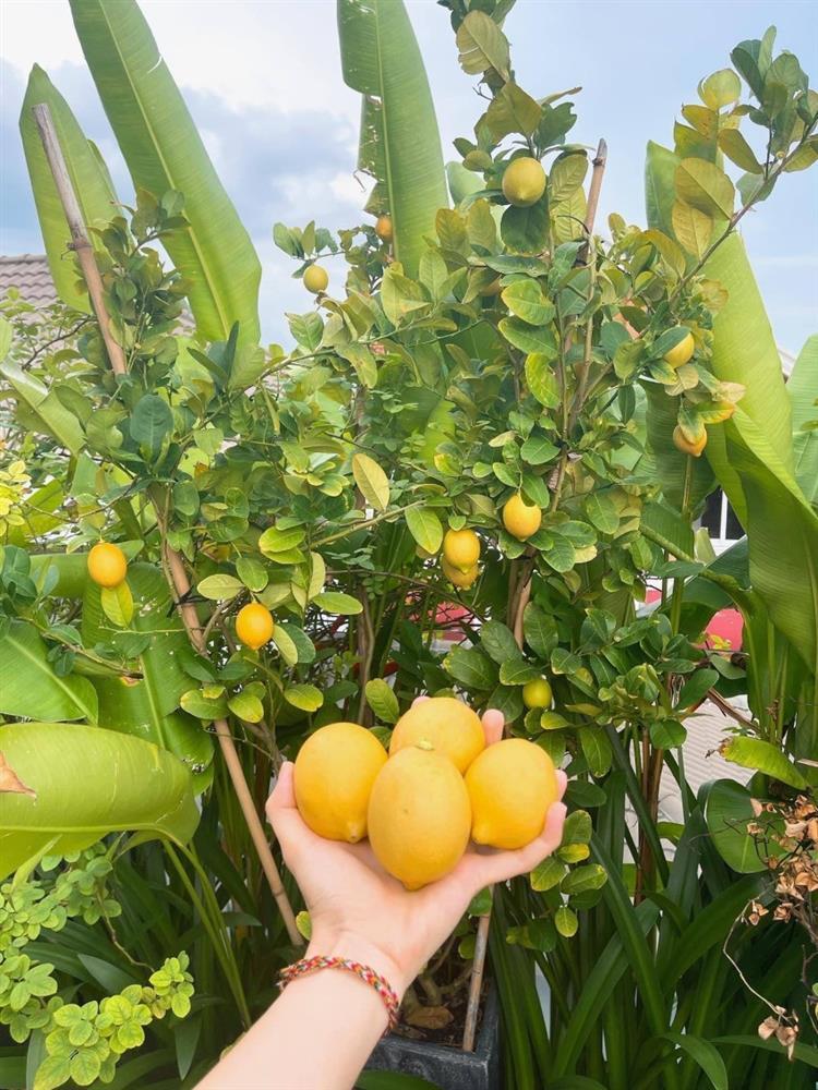 Nhà phố 100m2 ai ngắm cũng ngất ngây của diễn viên Diệp Bảo Ngọc-2