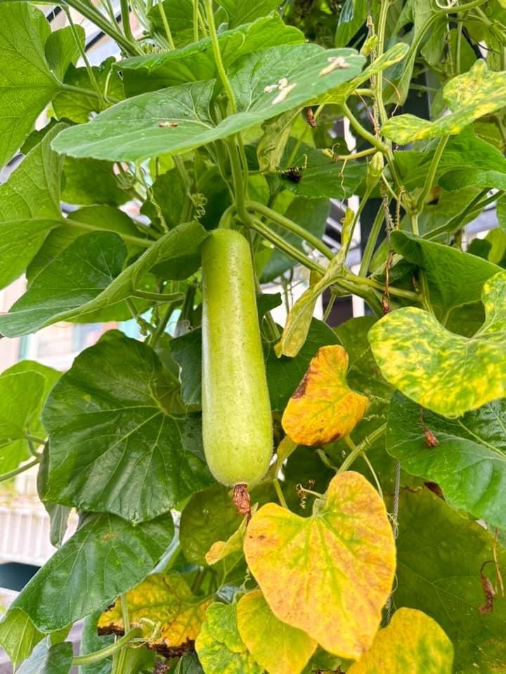 Nhà phố 100m2 ai ngắm cũng ngất ngây của diễn viên Diệp Bảo Ngọc-3