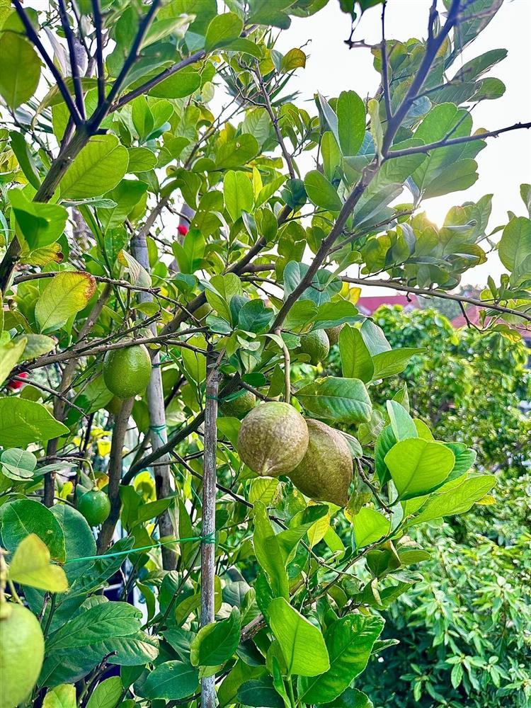 Nhà phố 100m2 ai ngắm cũng ngất ngây của diễn viên Diệp Bảo Ngọc-4