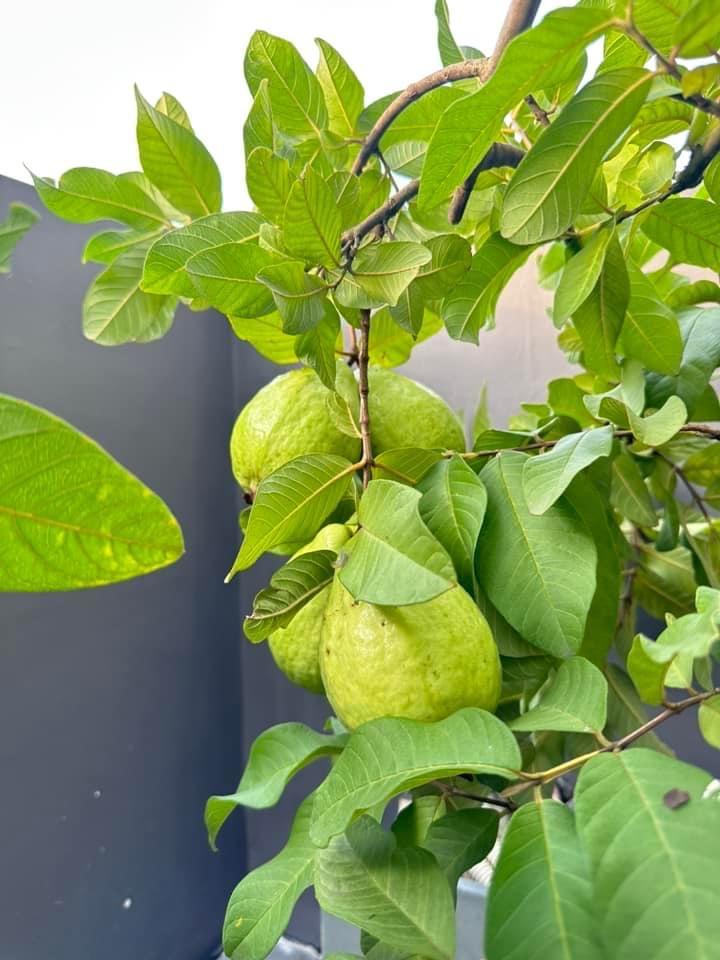 Nhà phố 100m2 ai ngắm cũng ngất ngây của diễn viên Diệp Bảo Ngọc-5