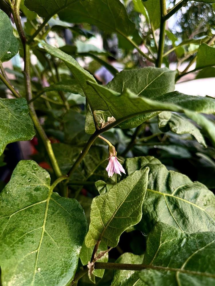 Nhà phố 100m2 ai ngắm cũng ngất ngây của diễn viên Diệp Bảo Ngọc-6