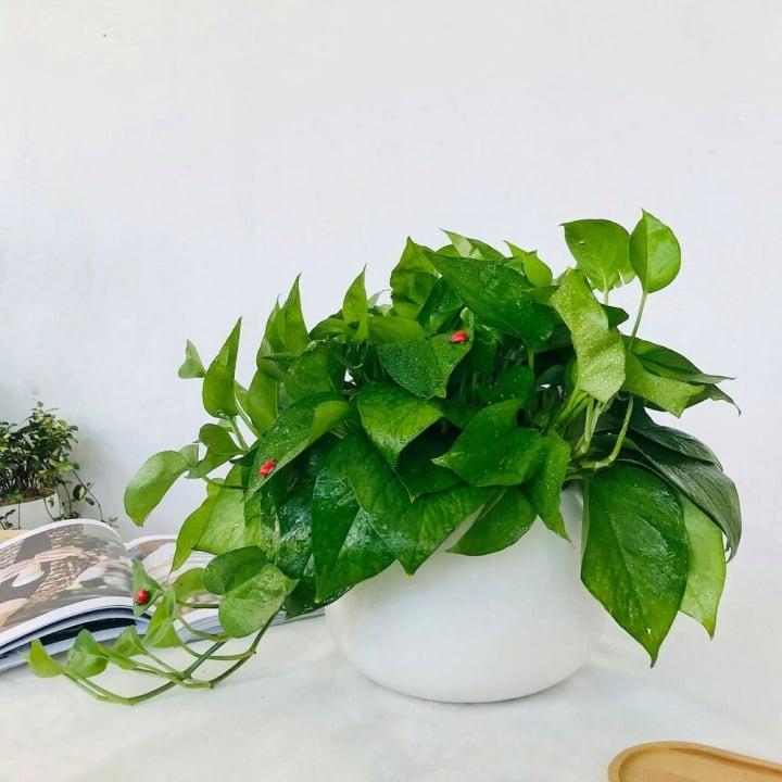 5 loại cây nên đặt trong phòng ngủ để có giấc ngủ ngon-3