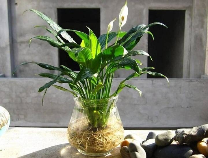 5 loại cây nên đặt trong phòng ngủ để có giấc ngủ ngon-4