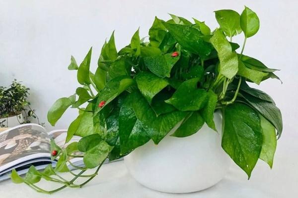 3 loại cây tuyệt đối không trồng trong phòng ngủ-3