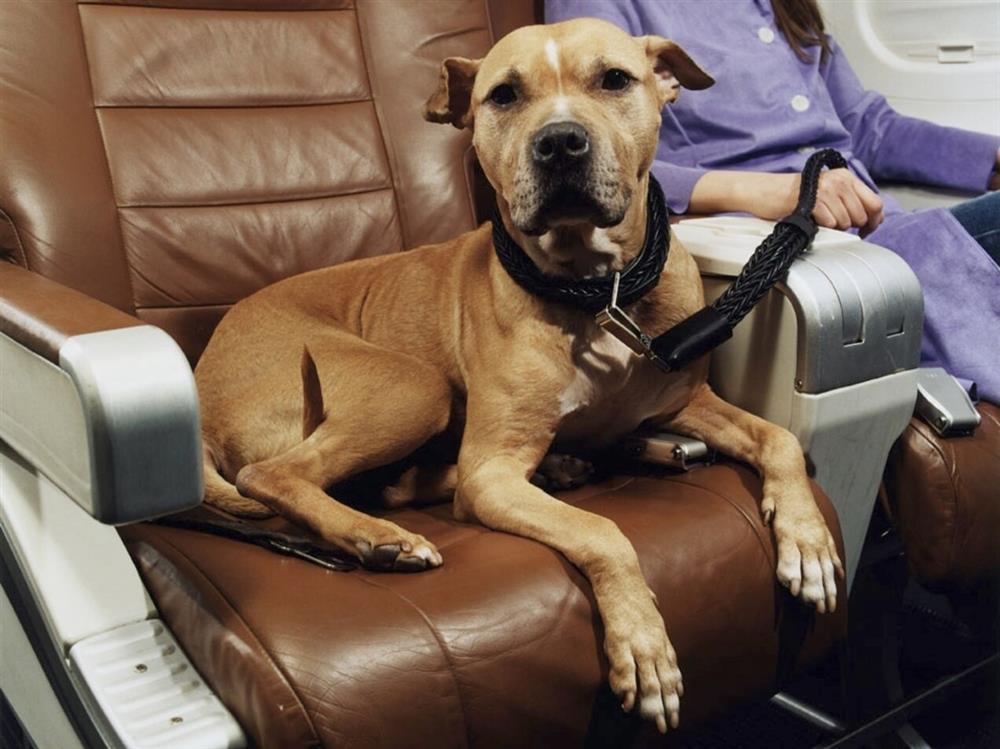 Bị xếp ngồi cạnh chó xì hơi trên máy bay, hành khách nhất quyết đòi lại tiền vé-1