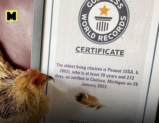 Chú gà hơn 21 năm tuổi sống thọ nhất thế giới-3