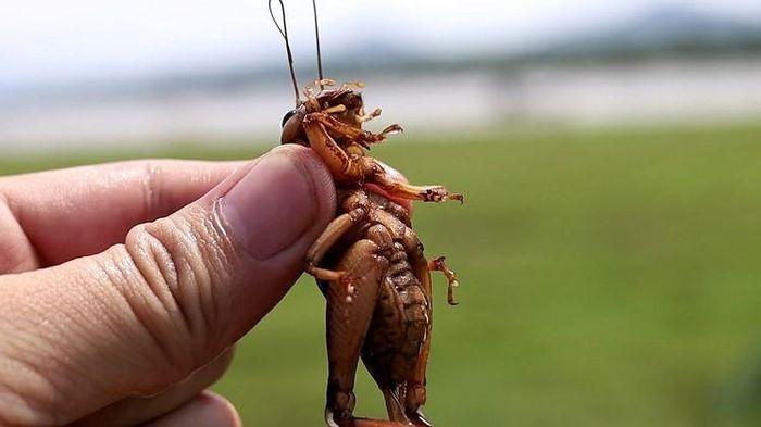 Loại côn trùng thích phiêu lưu dưới lòng đất được săn lùng, dân nhậu đếm con tính tiền-1
