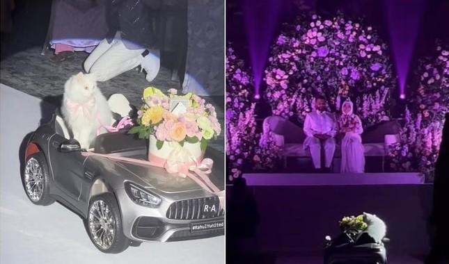 Mèo trao nhẫn cưới cho cô dâu, chú rể hút triệu view-1