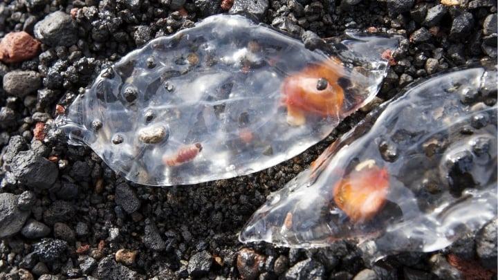 Ấn tượng các loài động vật có cơ thể trong suốt, lấp lánh như thủy tinh-4
