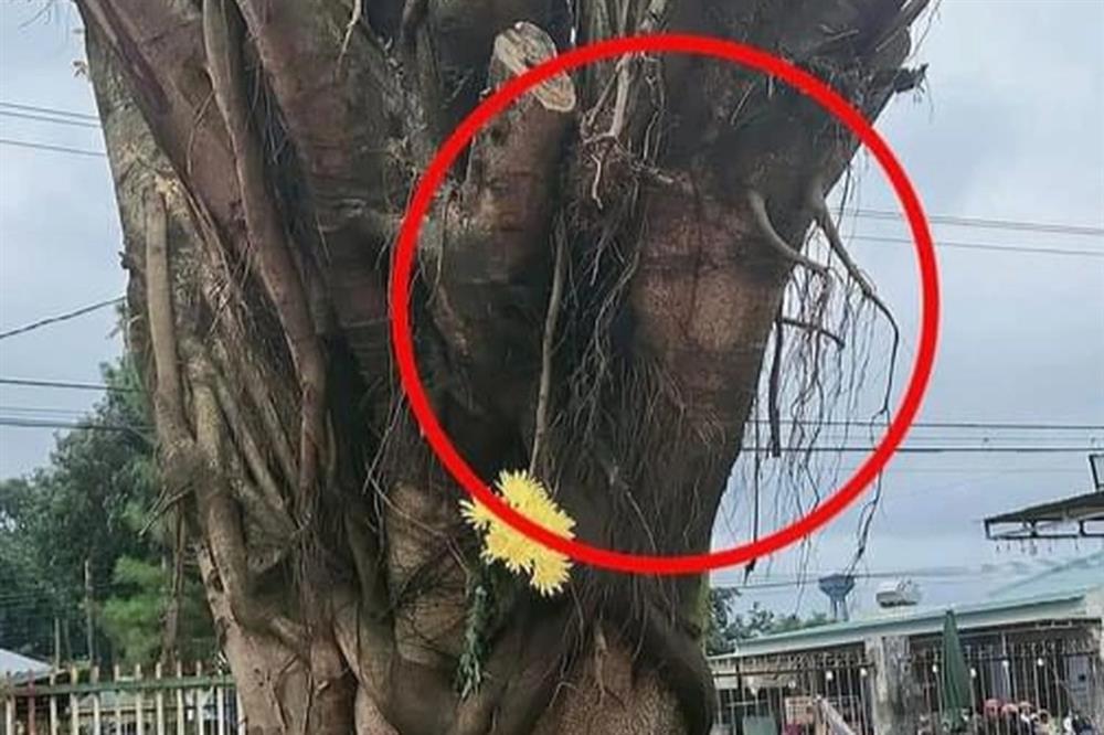 Người dân rủ nhau xem thân cây si có bóng giống khuôn mặt người ở Gia Lai-2