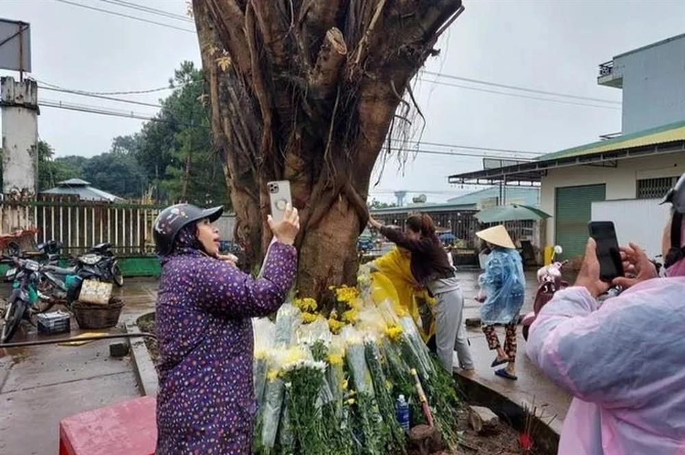 Người dân rủ nhau xem thân cây si có bóng giống khuôn mặt người ở Gia Lai-3